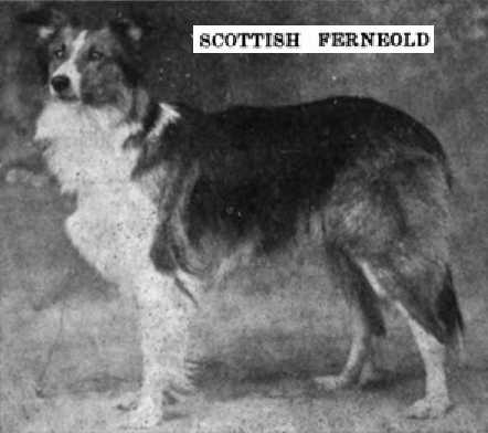 Scottish Ferneold (079324)