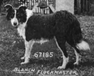 Blanch Flockmaster