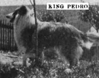 King Pedro (082942)