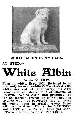 White Albin 073810