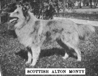 Scottish Alton Monty