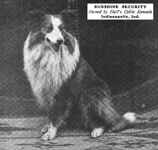 Sunshine Security