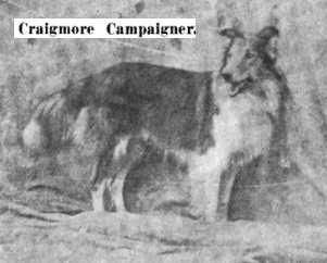 Craigmore Campaigner