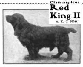 Red King II (095544)