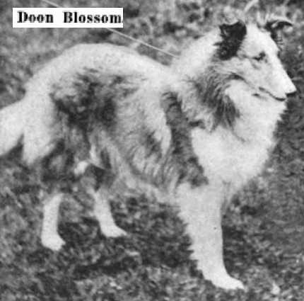 Doon Blossom