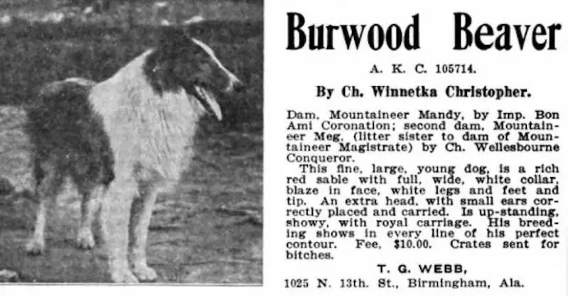 Burwood Beaver (105714)