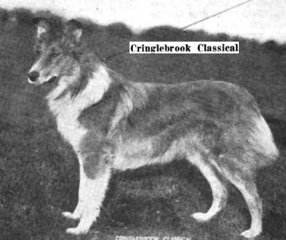 Cringlebrook Classical (101474)