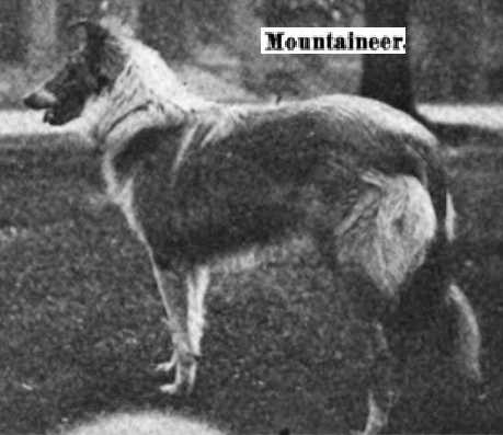 Mountaineer