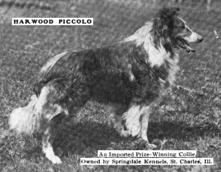 Harwood Piccolo