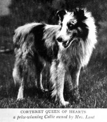 Corteret Queen of Hearts