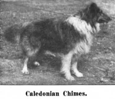 Caledonian Chimes