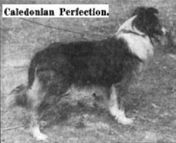 Caledonian Perfection