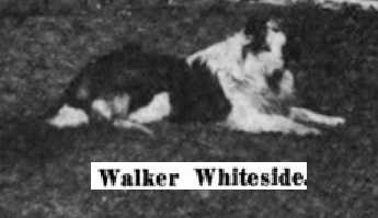 Walker Whiteside