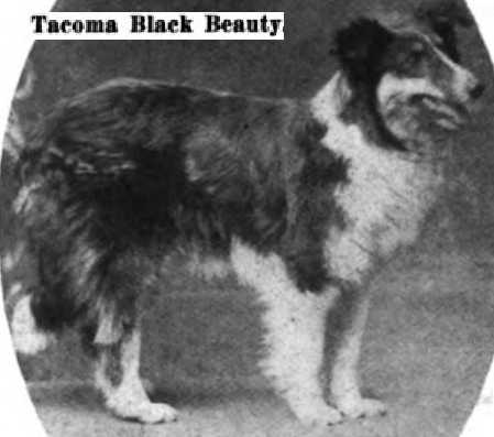 Tacoma Black Beauty