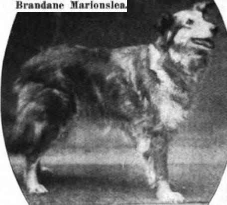 Brandane Marionslea