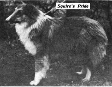 Squire's Pride