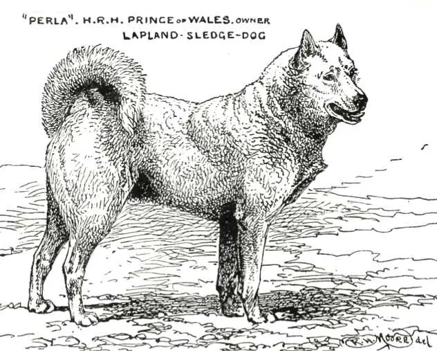 Perla [H.R.H. Prince of Whales's]