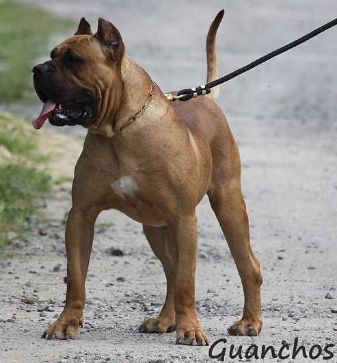 Hercules de la Jacha