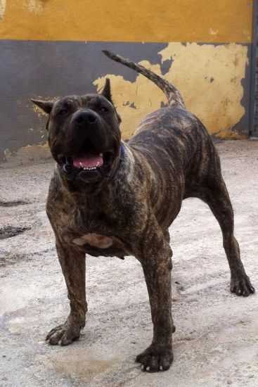 Adargoma de la Jacha