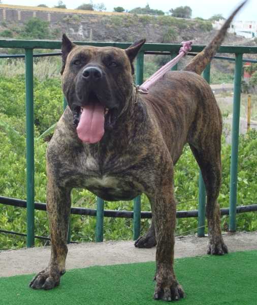 Guanche I de la Jacha