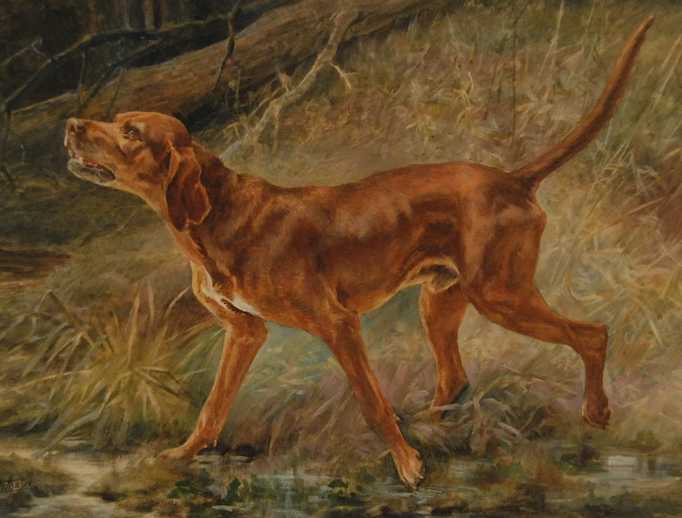 Hungarian Vizsla
