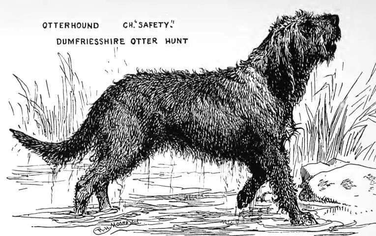 Safety [Dumfriesshire Otter Hunt]