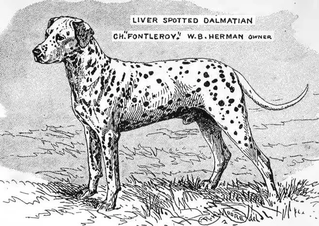 Fontleroy [W.B. Herman's]