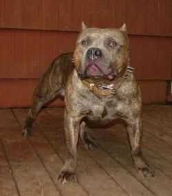 blue mountain bullies