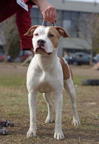 staffordshire terrier blueline