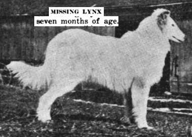 Missing Lynx