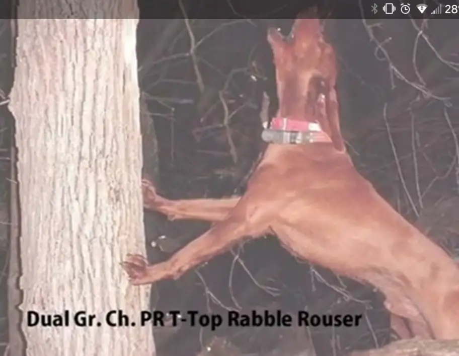 T-Top Rabble Rouser