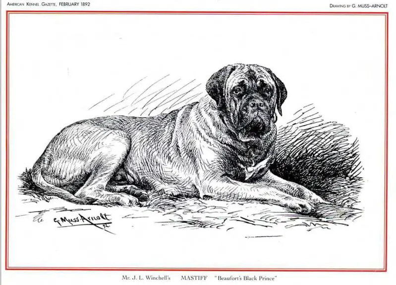 Beaufort's Black Prince