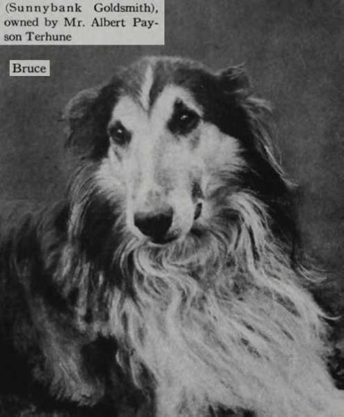 Sunnybank Goldsmith (Bruce) [Mr Albert Payson Terhune's]