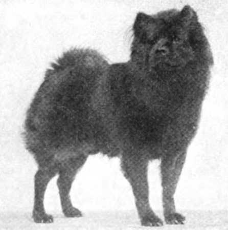 Dinkie of Newlands 165392