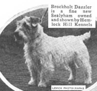 Brockholt Dazzler