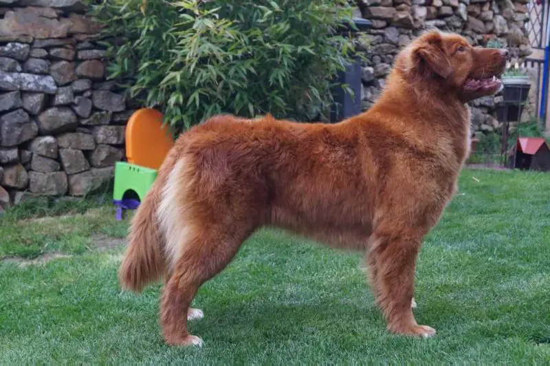 Canis Amicus Gama