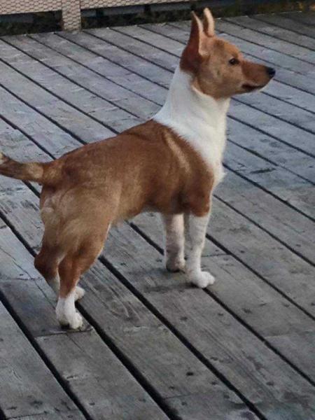 Romeo Av Zappa