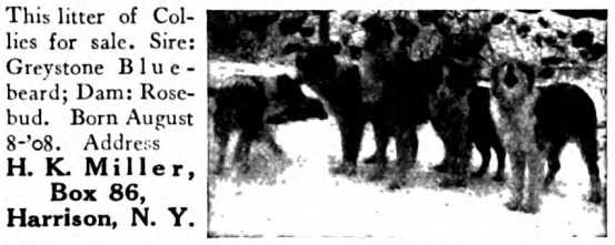 Historical 1908 Collie Litter