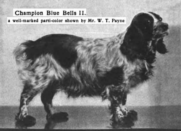 Blue Belle II (c.1906)