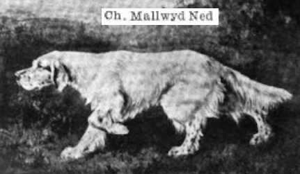 Mallwyd Ned