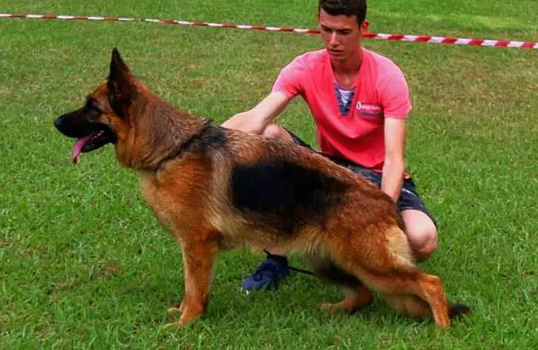 chinese shepherd dog