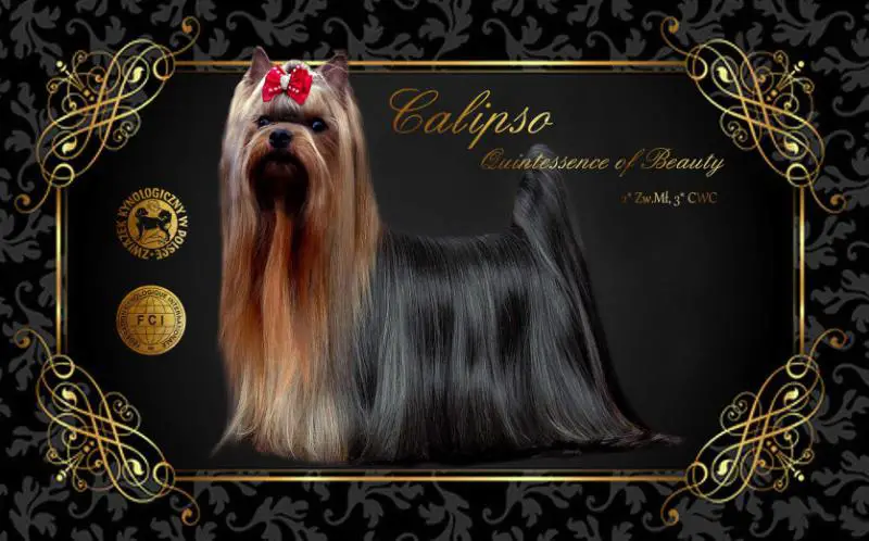 CALIPSO Quintessence of Beauty