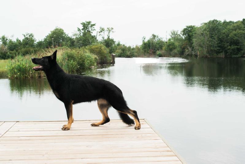 vom eisenherz german shepherds