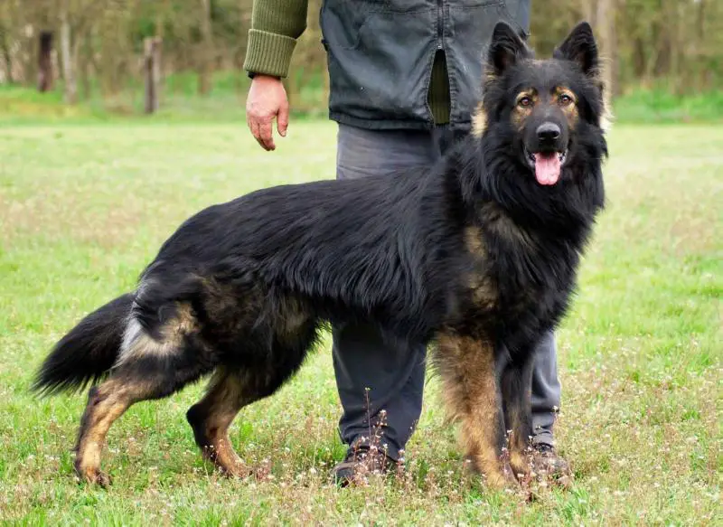 czech long haired german shepherd