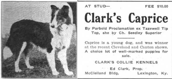 Clark's Caprice 174983