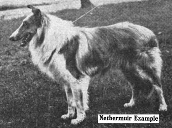 Nethermuir Example 146091