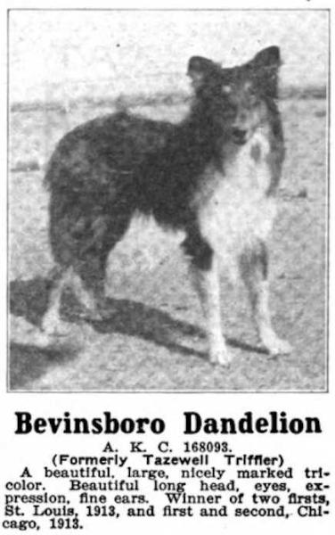 Bevinsboro Dandelion 168093 (Tazewell Triffler)