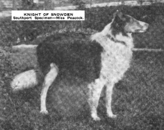 Knight of Snowden 166708