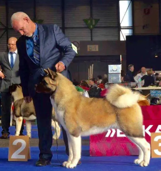 Red chief best sale show