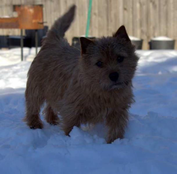 KRISTOL'S HOUSE ABRIANNA
